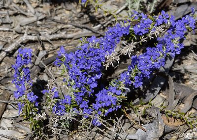 Dampiera rosmarinifolia, photographed by Chris Clarke