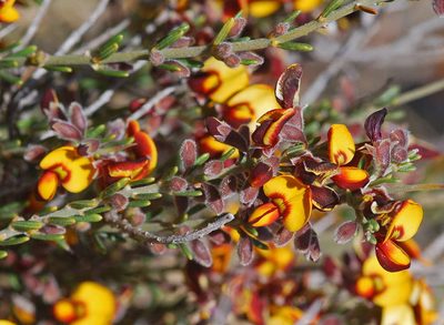 Aotus subspinescens, photographed by Chris Clarke