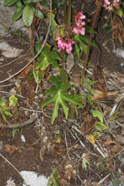 Begonia heracleifolia, photographed by Juan Cruzado Cortés