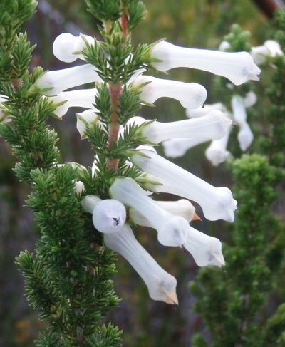 Erica colorans, photographed by Nicola van Berkel