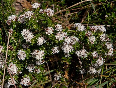 Ozothamnus alpinus, photographed by Chris Clarke