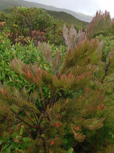 Adenanthos sericeus, photographed by Em Lamond