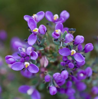 Comesperma retusum, photographed by Chris Clarke