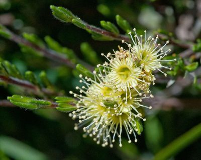 Kunzea muelleri, photographed by Chris Clarke