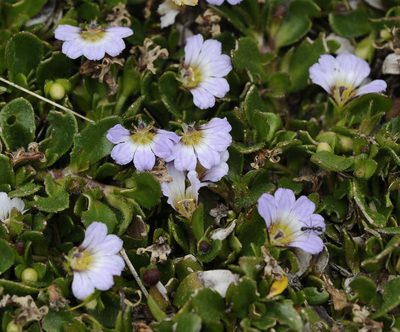 Scaevola hookeri, photographed by Chris Clarke