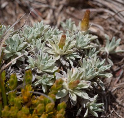 Argyrotegium nitidulum, photographed by Chris Clarke