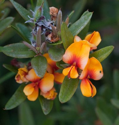 Podolobium alpestre, photographed by Chris Clarke