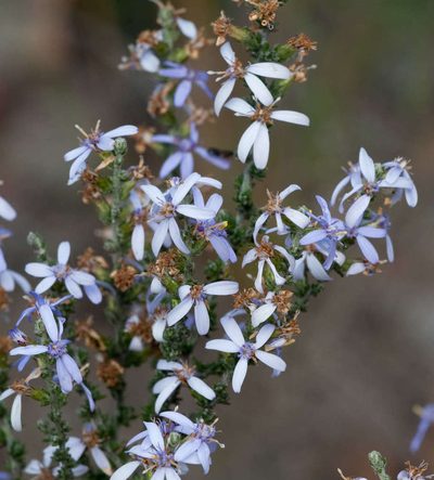 Olearia lanuginosa, photographed by Chris Clarke