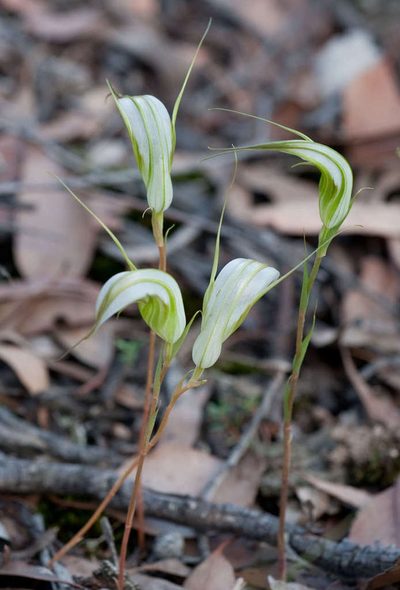 Pterostylis ampliata, photographed by Chris Clarke