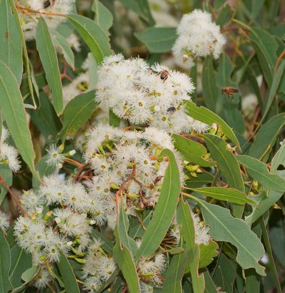 Eucalyptus microcarpa, photographed by Chris Clarke