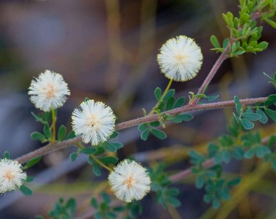 Acacia mitchellii, photographed by Chris Clarke