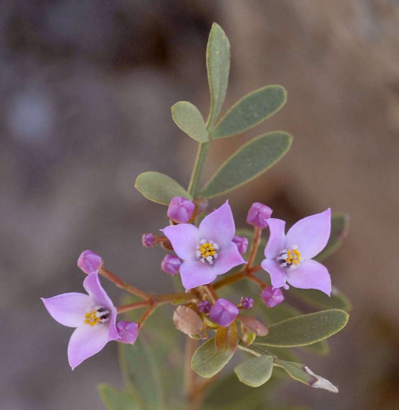 Boronia latipinna, photographed by Chris Clarke