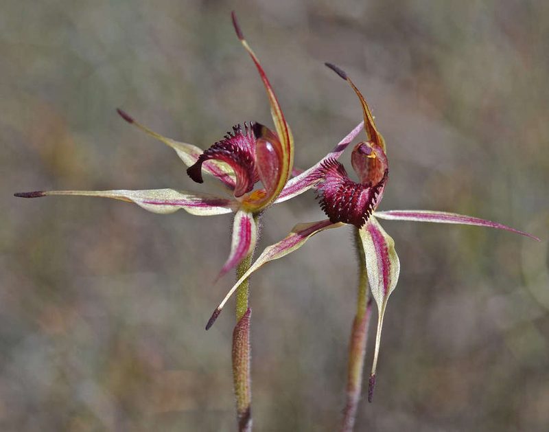 Caladenia ampla, photographed by Chris Clarke
