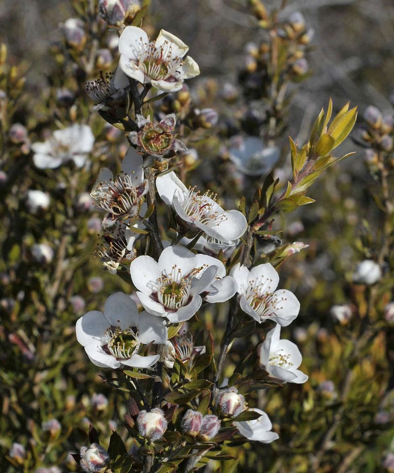 Leptospermum turbinatum, photographed by Chris Clarke