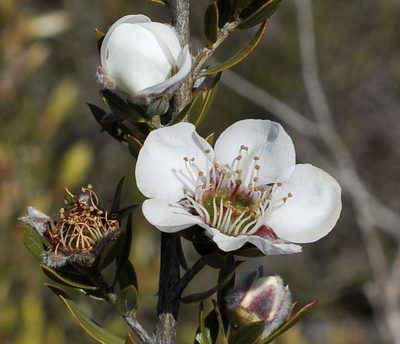 Leptospermum turbinatum, photographed by Chris Clarke
