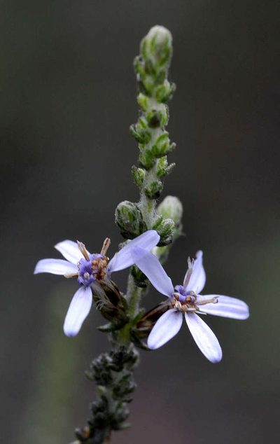 Olearia lanuginosa, photographed by Chris Clarke