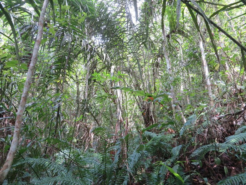 Astrocaryum standleyanum, photographed by Jens-Christian Svenning