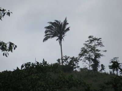 Attalea colenda, photographed by Jens-Christian Svenning