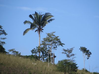 Attalea colenda, photographed by Jens-Christian Svenning