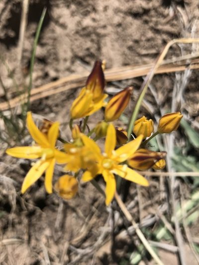 Triteleia lemmoniae, photographed by brettaugust