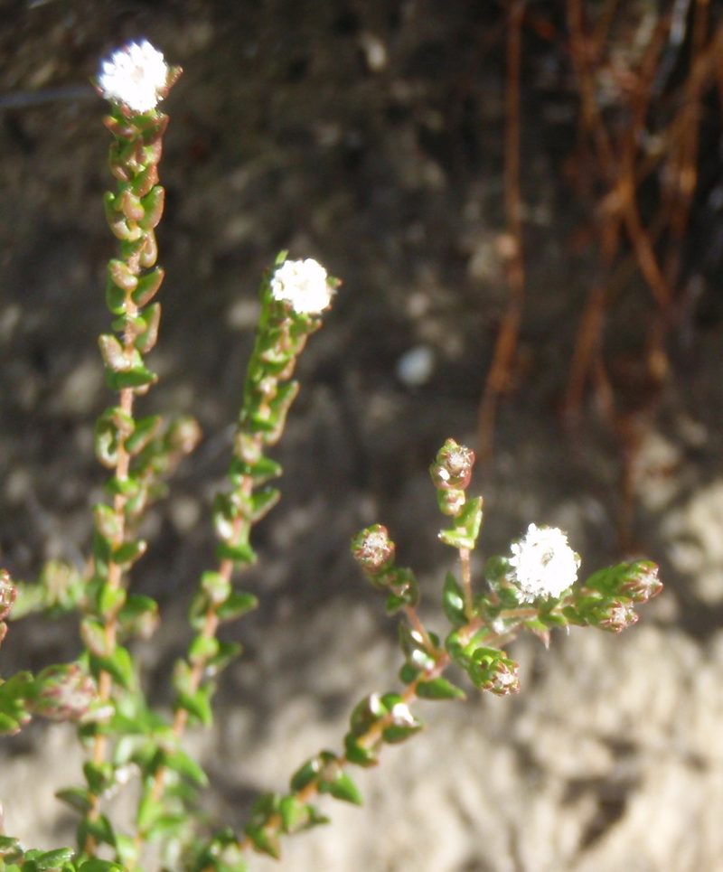 Phylica floribunda, photographed by Nicola van Berkel