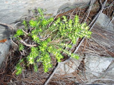 Anthospermum galioides, photographed by Nicola van Berkel