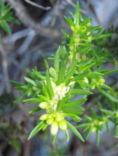 Anthospermum galioides, photographed by Nicola van Berkel