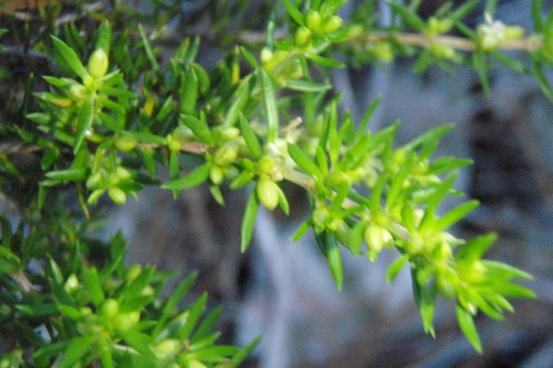 Anthospermum galioides, photographed by Nicola van Berkel
