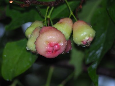 Syzygium samarangense, photographed by 葉子