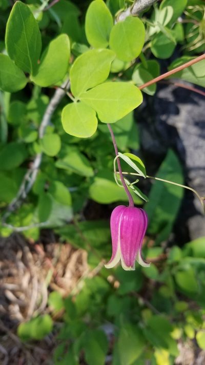 Clematis glaucophylla, photographed by Scott Ward