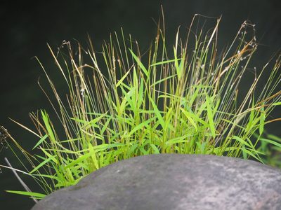 Pogonatherum crinitum, photographed by 葉子