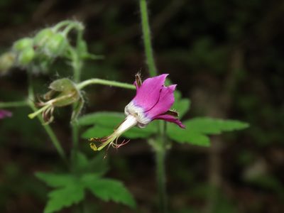 Geranium reflexum, photographed by Emanuele Santarelli