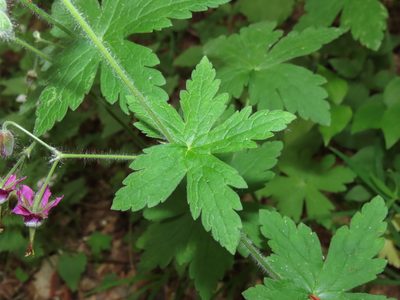 Geranium reflexum, photographed by Emanuele Santarelli