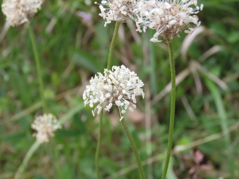 Plantago argentea, photographed by Emanuele Santarelli