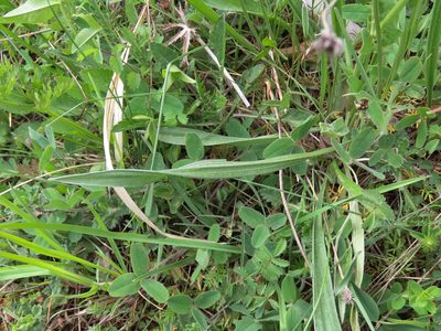 Plantago argentea, photographed by Emanuele Santarelli