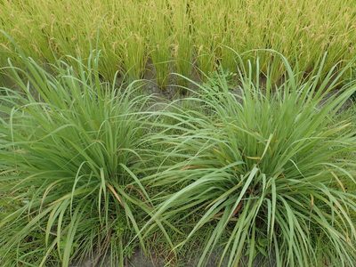 Cymbopogon nardus, photographed by 葉子