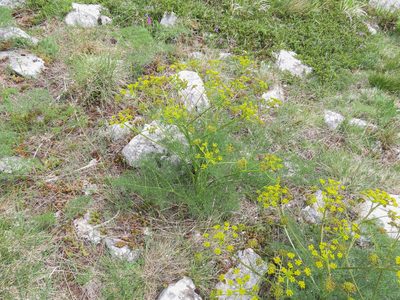 Prangos ferulacea, photographed by Emanuele Santarelli