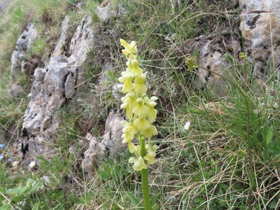 Orchis pallens, photographed by Emanuele Santarelli