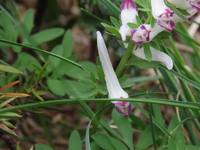 Corydalis densiflora, photographed by Emanuele Santarelli