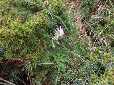 Corydalis densiflora, photographed by Emanuele Santarelli