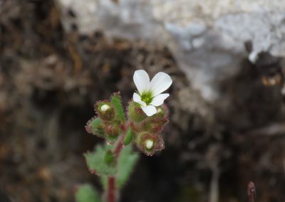 Saxifraga adscendens, photographed by Emanuele Santarelli
