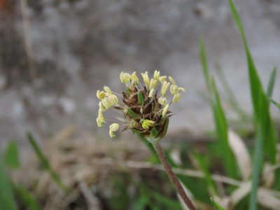 Plantago atrata, photographed by Emanuele Santarelli