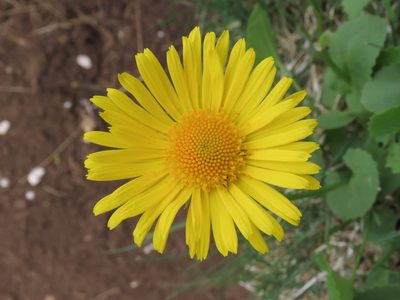 Doronicum columnae, photographed by Emanuele Santarelli