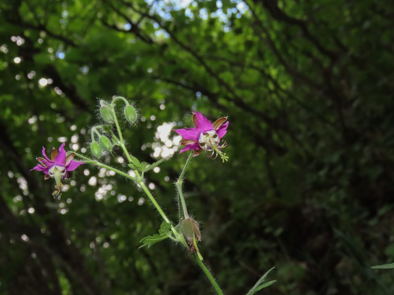 Geranium reflexum, photographed by Emanuele Santarelli