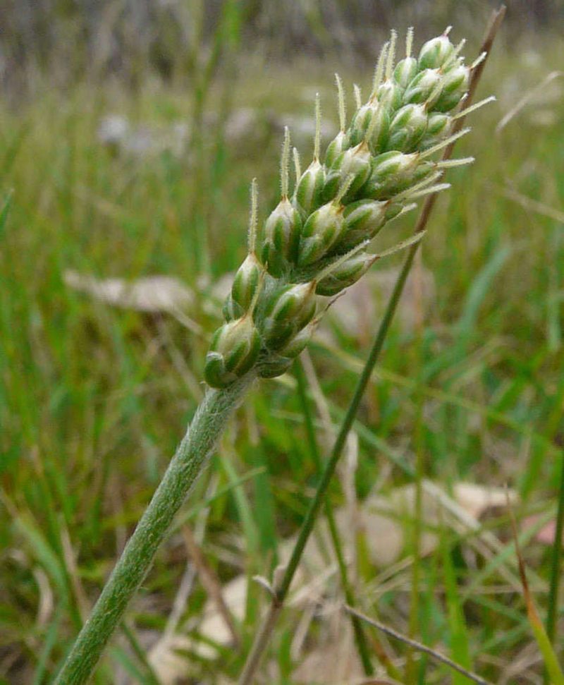 Plantago gaudichaudii, photographed by Jeff Triplett