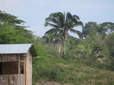 Attalea colenda, photographed by Jens-Christian Svenning
