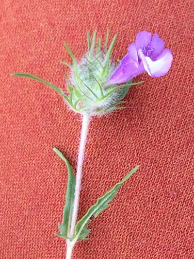Cleonia lusitanica, photographed by Patricia Esquivias