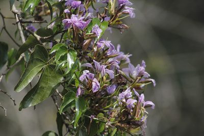 Bauhinia bartlettii, photographed by Juan Cruzado Cortés