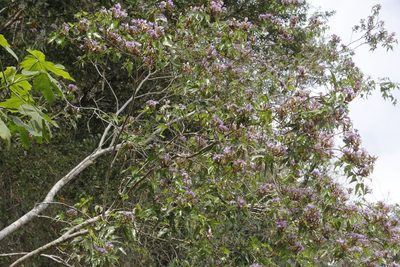 Bauhinia bartlettii, photographed by Juan Cruzado Cortés