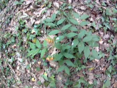 Lathyrus aureus, photographed by Михаил Орлов